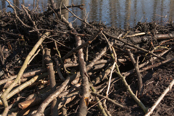 Fototapeta premium Beaver building a dam