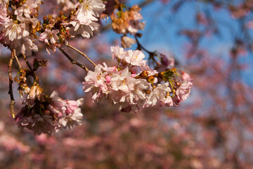 Pink Cherry blossom tree standing in the sun