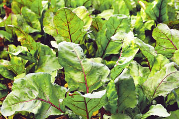 beet bushes, young shoots of natural beets, plantation of beet plants,  selective focus, soft focus