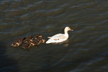Mama duck swims with her ducklings