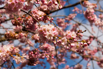 Pink Cherry blossom tree standing in the sun