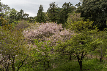 blooming tree in spring; cherry blossom