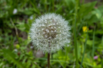 dandelion in the grass