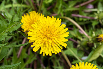 yellow dandelion flower