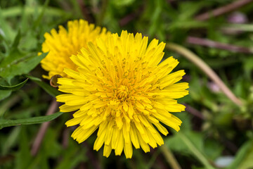 yellow dandelion flower