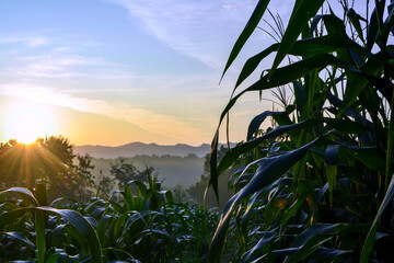 Obraz premium The morning sun shines in the fields