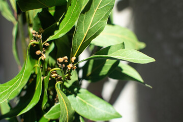 Bouquet of fresh branches of laurel leaves. Original men's gift. Bay leaf.
