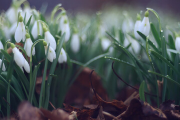 Fototapeta na wymiar spring flowers, snowdrops in March in the forest, beautiful nature background, small white flowers