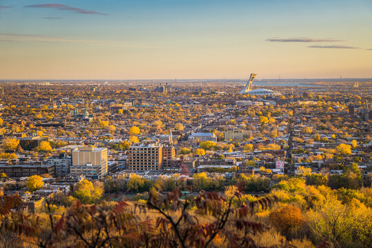 View On Montreal Olympic Stadium From Camilien Houde Belvedere On Top Of Mount Royal, At Sunrise On A Fall Day
