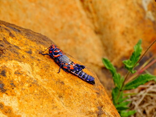 Colorful grasshopper