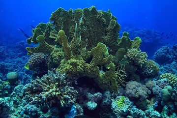 tropical sea underwater background diving ocean