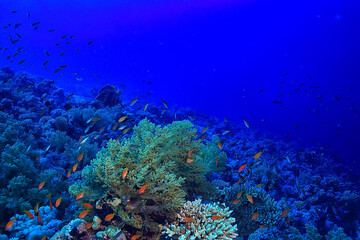 Fototapeta na wymiar tropical sea underwater background diving ocean