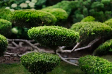 Schilderijen op glas Garden bonsai, juniper niwaki. garden topiary art © natalialeb