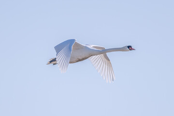 Schwan