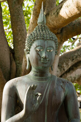 Bronze Buddha statue with sacred bo tree in background