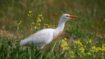 Cattle egret
