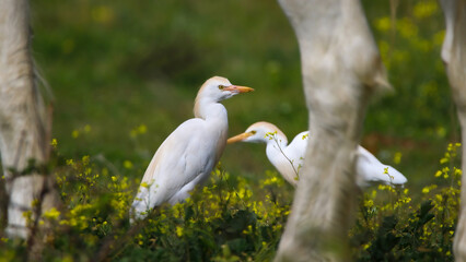 Cattle egret
