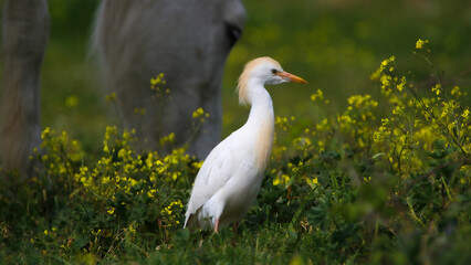Fototapeta premium Cattle egret