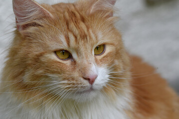 wunderschöne weiss braune Katze, Nahaufnahme