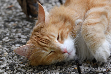 wunderschöne weiss braune Katze, Nahaufnahme