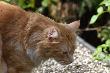 wunderschöne weiss braune Katze, Nahaufnahme