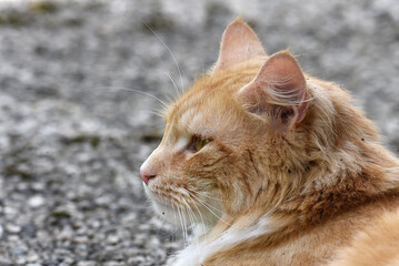 wunderschöne weiss braune Katze, Nahaufnahme