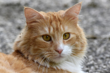 wunderschöne weiss braune Katze, Nahaufnahme