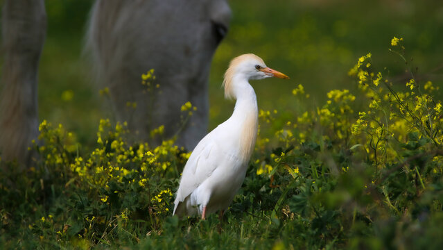 Cattle egret