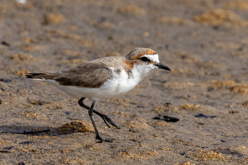 Red-capped Plover in Queensland Australia