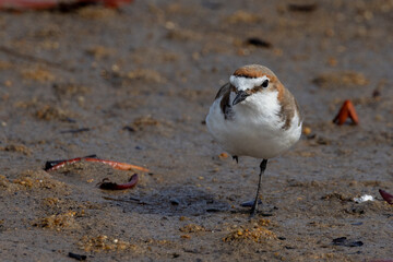 Red-capped Plover in Queensland Australia