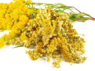 Goldrute - frisch und getrocknet