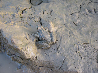 Dirty frog sitting on the ground.