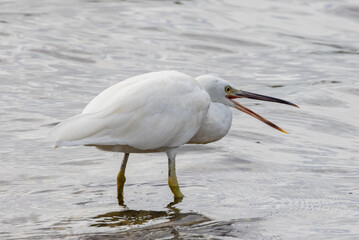 Rare White Morph Eastern Reef Egret in Queensland Australia