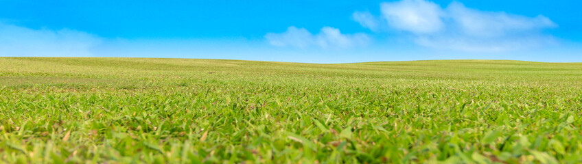 Green meadow field under a blue sky with clouds panorama