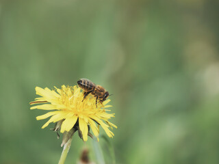 Close-up of a bee collecting pollen on a yellow dandelion flower