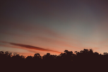 Obraz premium majestic pink sunset over the mountains with eucalyptus gum trees silhouettes shot in Tasmania