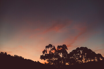 majestic pink sunset over the mountains with eucalyptus gum trees silhouettes shot in Tasmania