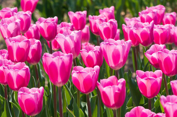 滋賀県米原市上丹生のチューリップ