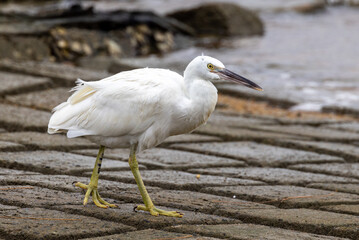Rare White Morph Eastern Reef Egret in Queensland Australia