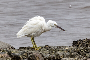 Rare White Morph Eastern Reef Egret in Queensland Australia