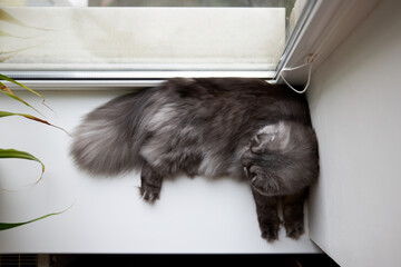 Beautiful fluffy Scottish cat lies on the windowsill. View from above