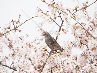 満開のソメイヨシノとヒヨドリ