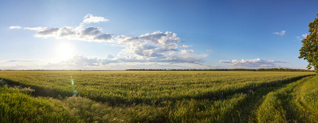 Panorama overlooking the field of rye, blue sky and clouds at sunset