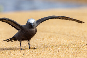Common Brown Noddy in Queensland Australia