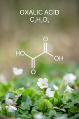 Formula and chemical structure of oxalic acid. Substance occurs e.g in wood sorrels (Oxalis...