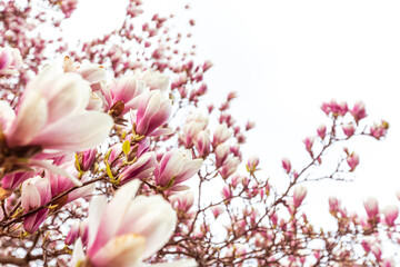 Fototapeta na wymiar Spring floral background, beautiful bloomed light, pink magnolia flowers in soft light, selective focus, nature concept