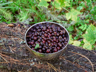 Full metal bowl of wild black currant berries. Bowl with collected wild berries stands on a stump...