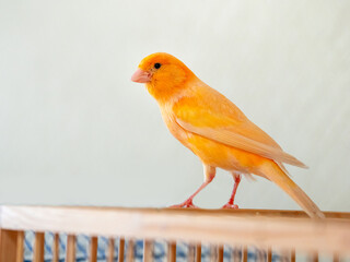 Male Curious orange canary looks straight sitting on a cage on a light background.