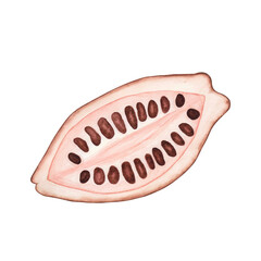 Ripe Cocoa pod with beans inside isolated on white background. Watercolor hand drawn illustration. Art for design