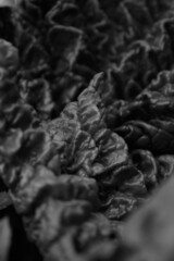 Junges Rhabarberblatt in schwarzweiß